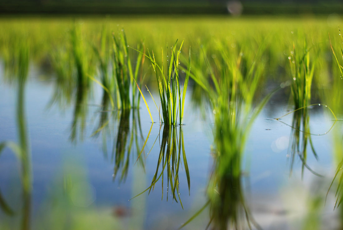 Healing Through Local Culture: How Bali’s Traditions Support Recovery